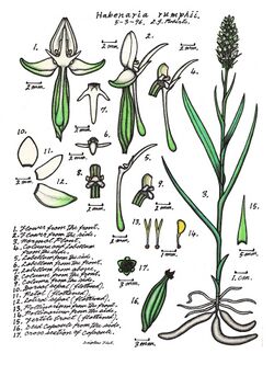 LR045 72dpi Habenaria rumphii.jpg