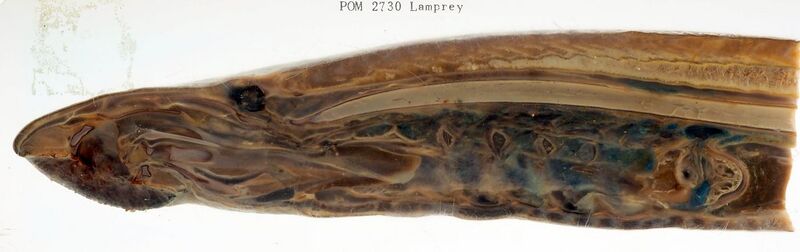 File:Lamprey Anatomy (50693755972).jpg