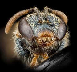Lasioglossum tarponense, F, face, Nacogodoches County, Texas 2012-10-17-11.05.33 ZS PMax (8194068362).jpg