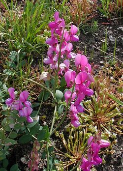 Lathyrus vestitus ssp. alefeldii1CEJO.jpg