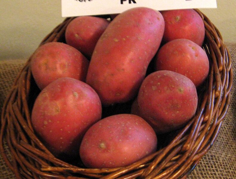 File:Laura (odrůda brambor).jpg