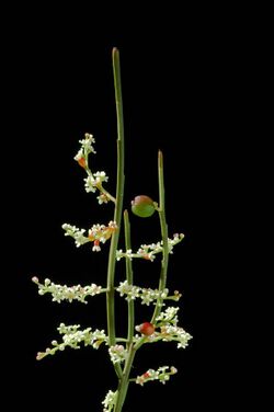 Leptomeria drupacea - Robert Wiltshire.jpg