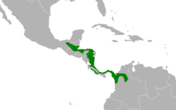 Leptotila cassinii map.svg