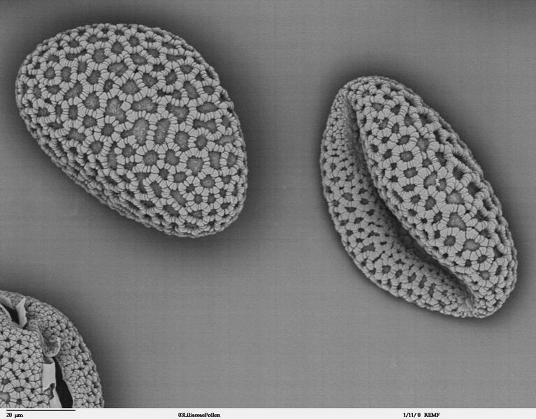 File:Lilium auratum - pollen.jpg