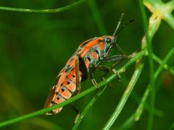 Lygaeidae - Spilostethus pandurus.JPG