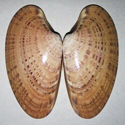 Macrocallista nimbosa (sunray venus clam shell) (Sanibel Island, Florida, USA) 3 (49762454693).jpg