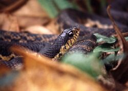 Malagasy giant hognose snake (Leioheterodon madagascariensis) 1.jpg