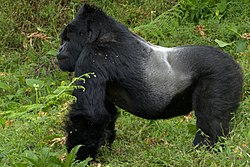 Male Gorilla (181091305).jpg