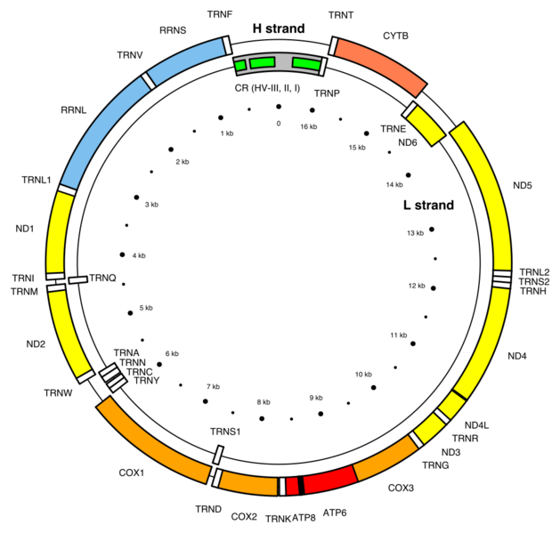 File:Map of the human mitochondrial genome.svg
