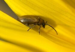 Metrioidea P1320380a.jpg