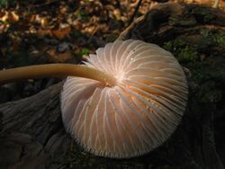 Mycena galericulata 63380.jpg