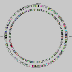 Mycobacterium leprae circular genome.png