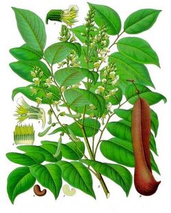 Myroxylon balsamum - Köhler–s Medizinal-Pflanzen-140.jpg