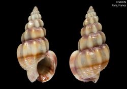 Nassarius fuscescens (MNHN-IM-2000-6717).jpeg