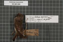 Naturalis Biodiversity Center - RMNH.AVES.133407 1 - Zosterops mysorensis Meyer, 1874 - Zosteropidae - bird skin specimen.jpeg