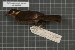 Naturalis Biodiversity Center - RMNH.AVES.133970 1 - Meliphaga aruensis sharpei (Rothschild & Hartert, 1903) - Meliphagidae - bird skin specimen.jpeg