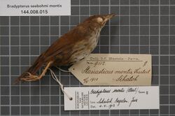 Naturalis Biodiversity Center - RMNH.AVES.51345 1 - Bradypterus seebohmi montis (Hartert, 1896) - Sylviidae - bird skin specimen.jpeg