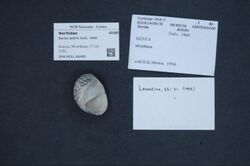 Naturalis Biodiversity Center - ZMA.MOLL.66450 1 - Nerita debilis Dufo, 1840 - Neritidae - Mollusc shell.jpeg