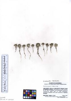 Navarretia heterandra dupl. JEPS101651 (5580129255).jpg