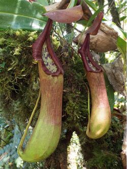 Nepenthes pantaronensis lower pitchers.jpg