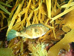 Omegophora cyanopunctata Bluespotted toadfish PC290509.JPG