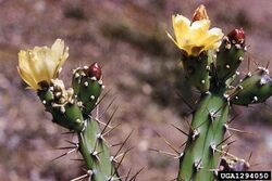 Opuntia aurantiaca1UGA1294050.jpg