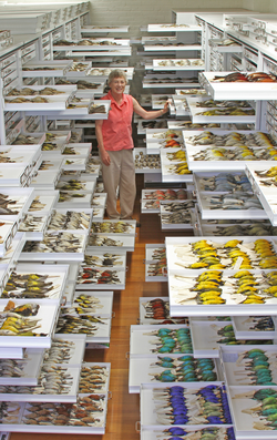 Ornithological collection at the Museum of Comparative Zoology - journal.pbio.1001466.g002.png