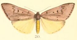 Pl.2-20-Adrepsa stilbioides Moore, 1879.JPG