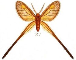 Pl.39-fig.27-Semioptila flavidiscata Hampson, 1910.JPG