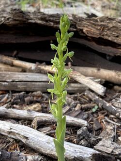 Platanthera Brevifolia flower.jpg