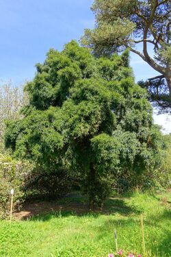 Podocarpus salignus - Caerhayes Castle gardens - Cornwall, England - DSC03146.jpg