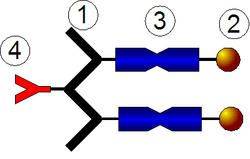 Polymer conjugate.png