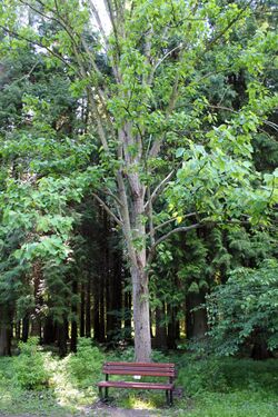 Populus wilsonii Rogów 2.JPG