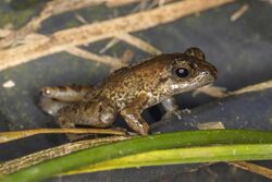 Príncipe puddle frog (Phrynobatrachus dispar).jpg