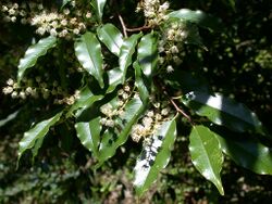 Prunus spinulosa rinboku04.jpg