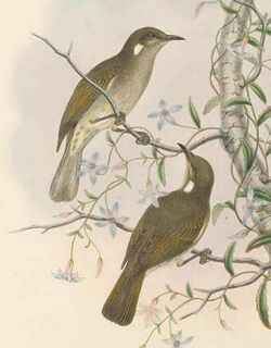 Ptilotis albonotata - The Birds of New Guinea (cropped).jpg