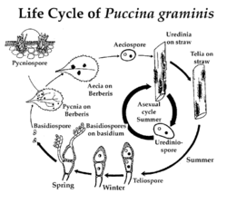 Puccina graminis lifecycle.gif