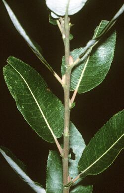 Salix discolor (USDA).jpg