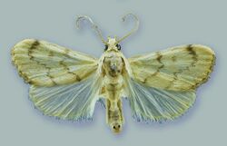 Schacontia lachesis male - ZooKeys-291-027-g001-11.jpeg