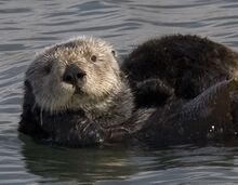 A furry sea otter with a light-brown face and a dark-brown body, sitting on its back in the water