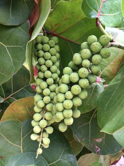 Seagrape (Coccoloba uvifera) fruit at Playa Lucia, Yabucoa, Puerto Rico.jpg