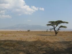 Serengeti - plains.jpg