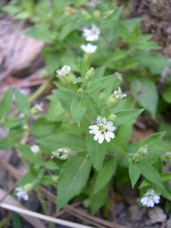 Silene menziesii-7-06-04.jpg