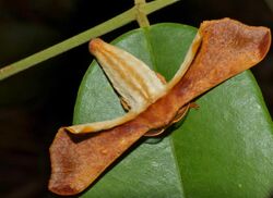 Silk Moth (Gunda ochracea) female (15858544691).jpg