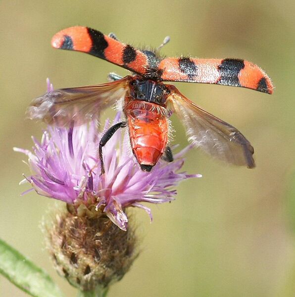 File:Soldier Beetle Trichodes alvearius taking off from Knapweed (cropped).jpg