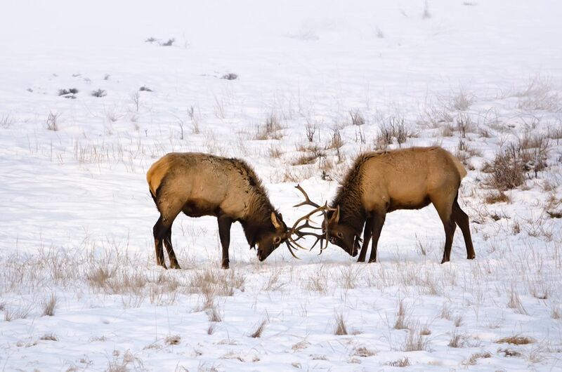 File:Sparing Elks.jpg