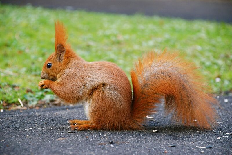 File:Squirrel by mareckr.jpg