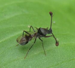 Stalk-eyed fly (Diasemopsis) (4561140578).jpg