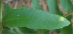 Taphrina polystichii.jpg