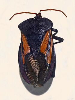Tessaratomidae - Oncomeris flavicornis-001.JPG